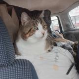 Picture of cat lost at Saint Projet