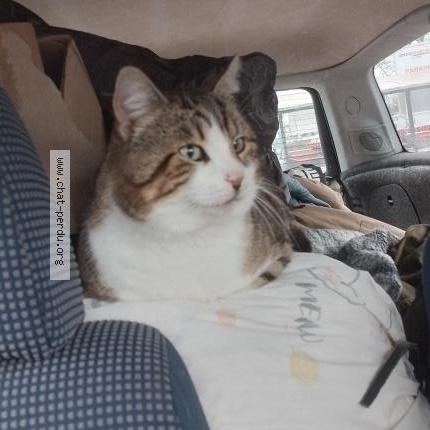 Photo 1/1 Rémi Chat lost in Saint projet