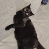 Picture of cat lost at Eguilles