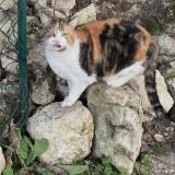 Picture of cat found at Eysines