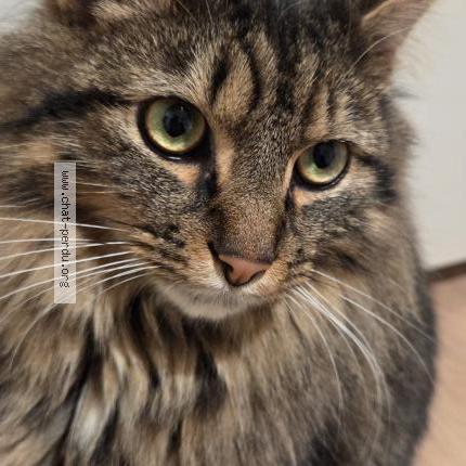 Foto van vermiste kat in Waterloo