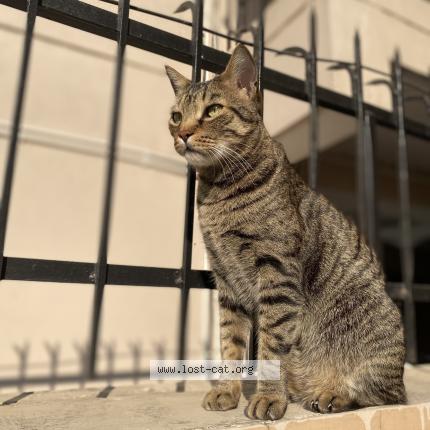 Photo 1/3 Shams Chat lost in Dehradun