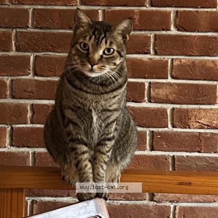 Photo 2/3 Shams Chat lost in Dehradun