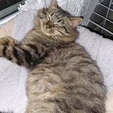 Picture of cat found at Bourg En Bresse