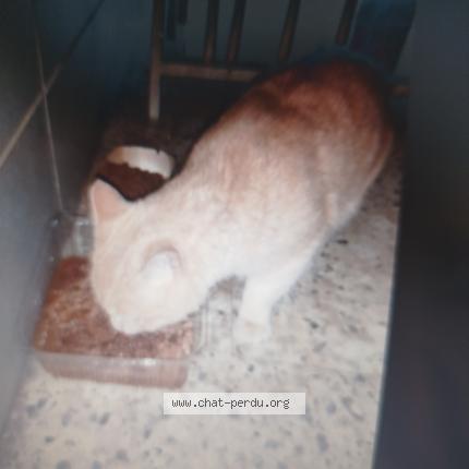 Photo 1/1 Cat reunited Found in St genis laval