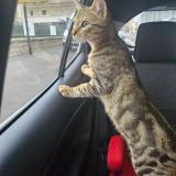 Picture of cat lost at Nancy