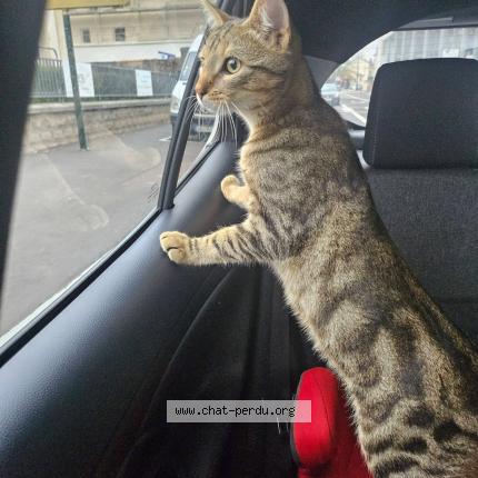 Photo 1/1 tigrou Chat lost in Nancy