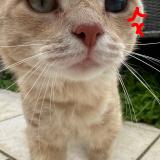 Picture of cat lost at Douai