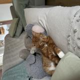 Picture of cat lost at Monchy Le Preux