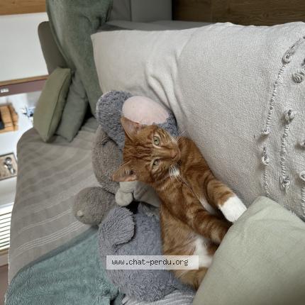 Photo 1/1 Tigrou Chat lost in Monchy le preux