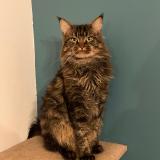 Picture of cat lost at Luce