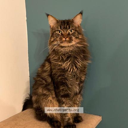 Photo 1/1 Roberto Chat lost in Luce