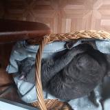 Picture of cat lost at Gagny