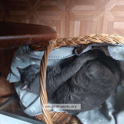 Photo 1/1 Grizou Chat lost in Gagny