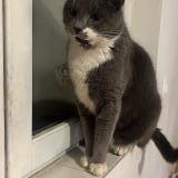 Picture of cat lost at Aulnay Sur Iton