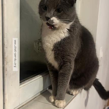 Photo 1/1 Pitchou Chat lost in Aulnay sur iton