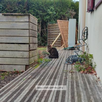 Photo 1/1 Found cat Found in Haute goulaine