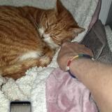 Picture of cat found at Dreux