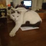 Picture of cat lost at Magny Vernois