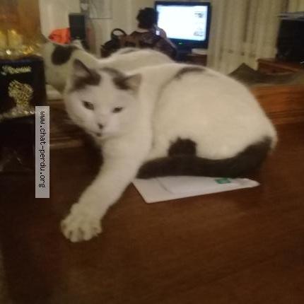 Photo 1/1 blanchette Chat lost in Magny vernois