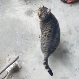 Picture of cat found at Annecy