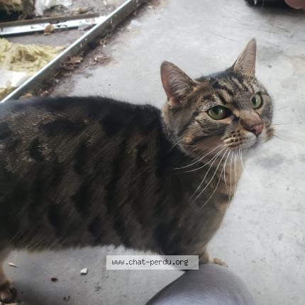 Photo 2/4 Found cat Found in Annecy