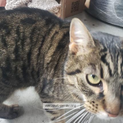 Photo 3/4 Found cat Found in Annecy