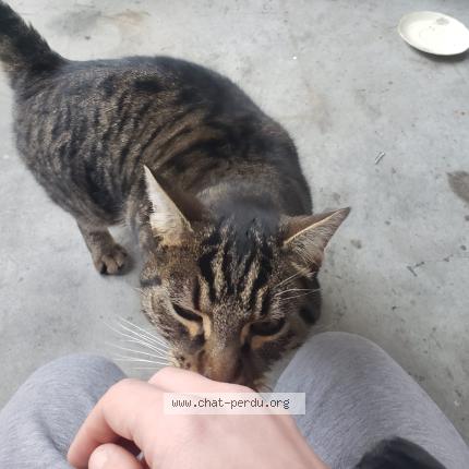 Photo 4/4 Found cat Found in Annecy