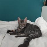 Picture of cat lost at La Murette