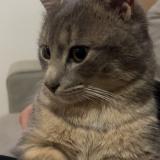 Picture of cat lost at Ploumagoer