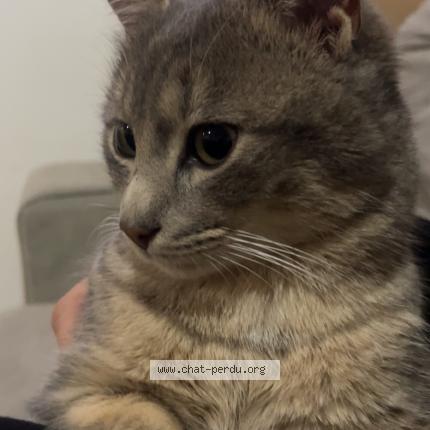 Photo 1/1 Zola Chat lost in Ploumagoer