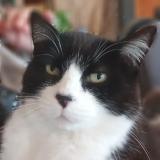 Picture of cat lost at Foussais Payre