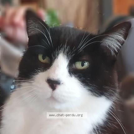 Photo 1/1 Gomette Chat lost in Foussais payre