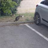 Picture of cat lost at Soissons