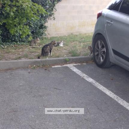 Photo 1/1 PIRATE Chat lost in Soissons