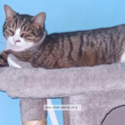 Photo 1/1 Cat reunited Lost in Coueron