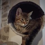 Picture of cat lost at Measnes