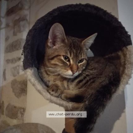 Photo 1/1 Twist Chat lost in Measnes