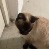 Picture of cat found at Massy