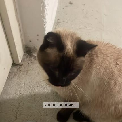 Photo 1/1 Found cat Found in Massy