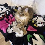 Picture of cat lost at Castillon La Bataille