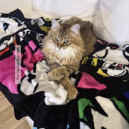 Photo 1/1 Zia Chat lost in Castillon la bataille