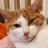 Picture of cat lost at Savigny Sur Orge