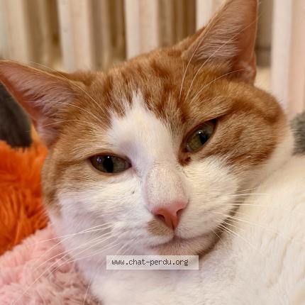 Photo 1/1 Doudou Chat lost in Savigny sur orge