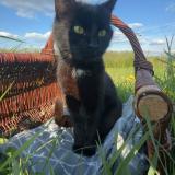 Picture of cat lost at Eppe Sauvage