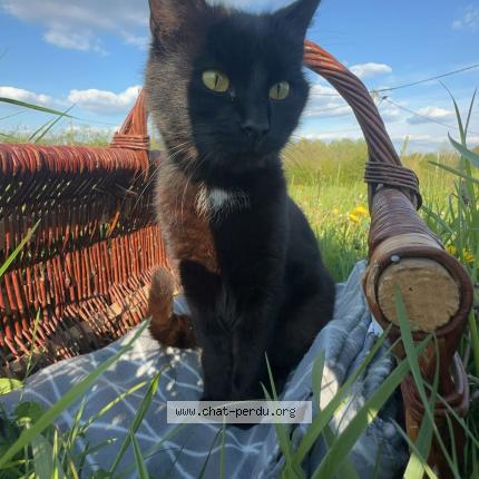 Photo 1/1 Lamia Chat lost in Eppe sauvage