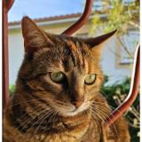 Picture of cat lost at Beaurepaire