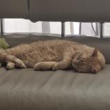 Picture of cat lost at Bordeaux