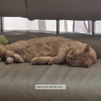 Photo 1/1 MACARON Chat lost in Bordeaux