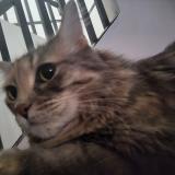 Picture of cat lost at Delta